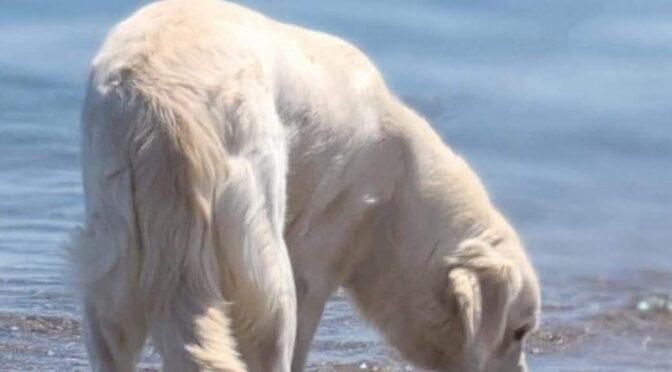 Traveling with your Golden Retriever
