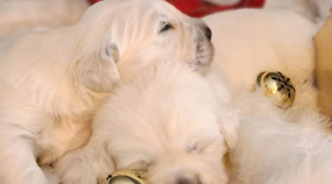 Christmas Puppies or Not- Puppy 101