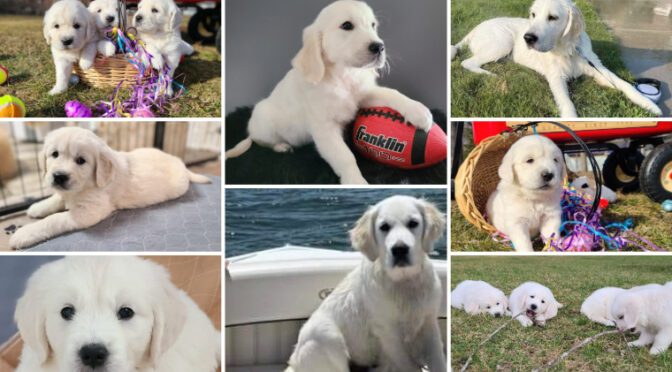 Upcoming Litter in April: Meet Lola-Elite White Goldens