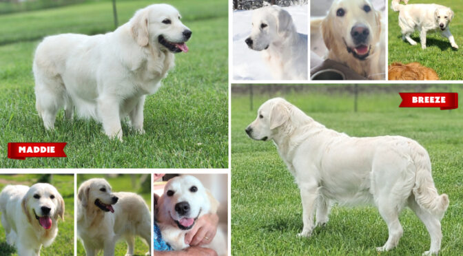 Upcoming Litters in April/May: Meet Maddie and Breeze