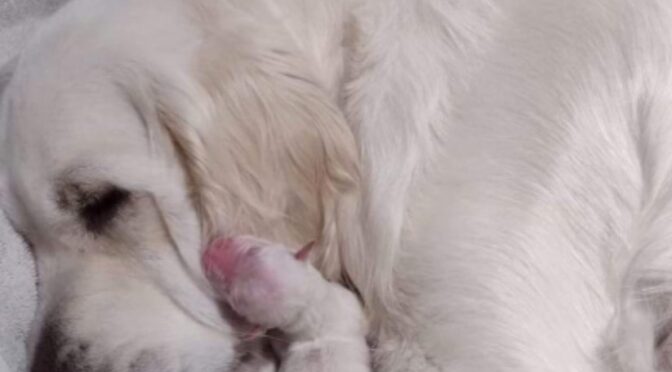 Upcoming Litters in April: Meet Piper  and Charlotte
