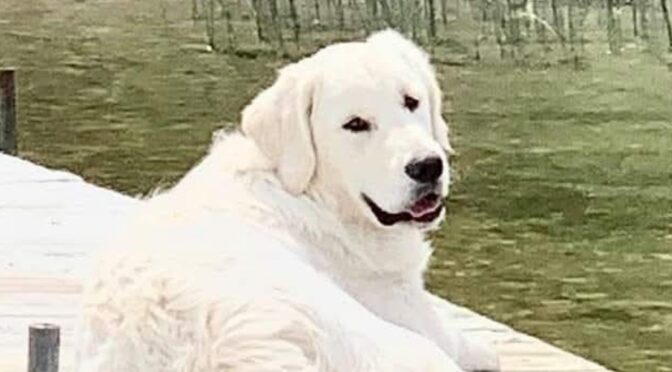 Fun Facts about this amazing breed, the Golden Retriever.