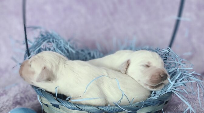 We are excited to announce the arrival of Lola and Jangles litter
