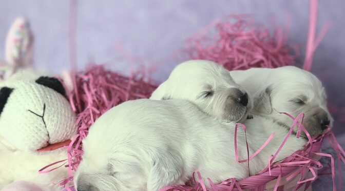 Maddie and Pipers litters are here.