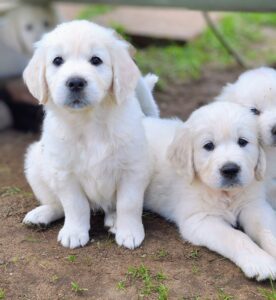 White golden retriever puppies sitting together 