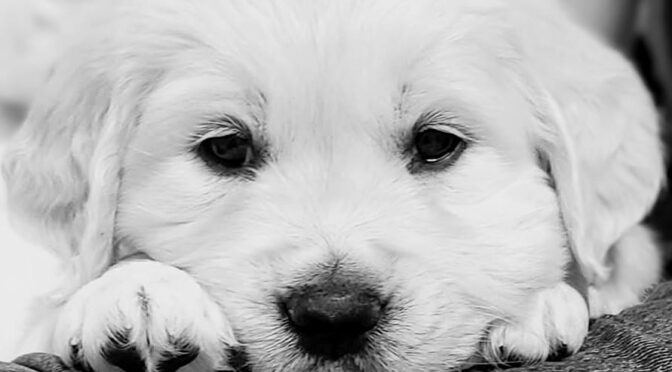 Puppy Health Care