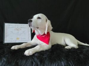 White golden retriever puppy posing with training certificate