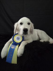 White Golden Retriever puppy with ribbon on