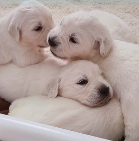 White golden retriever puppies cuddling together.