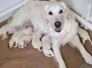 White Golden Retriever Adult Dog cuddling with her puppies
