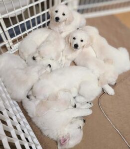 Litter of adorable White Golden Retriever Puppies 