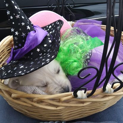 Sleeping puppy in a basket