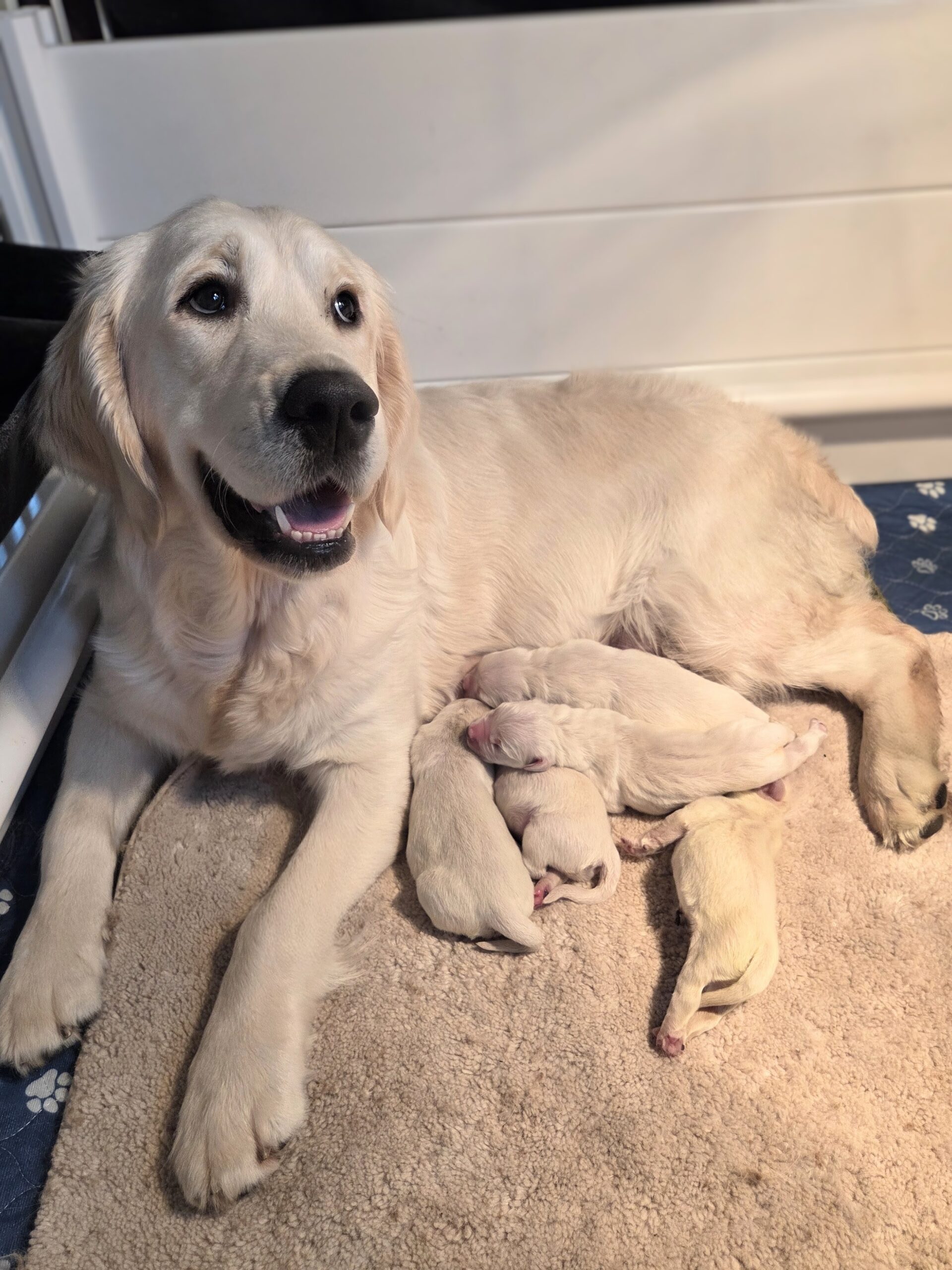 White golden Sasha with her puppies