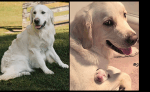 Stud Sulley and Dam Piper