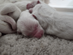 Beautiful White Golden Retriever Puppies from Sulley and Piper's litter sleeping peacefully in a puppy pile