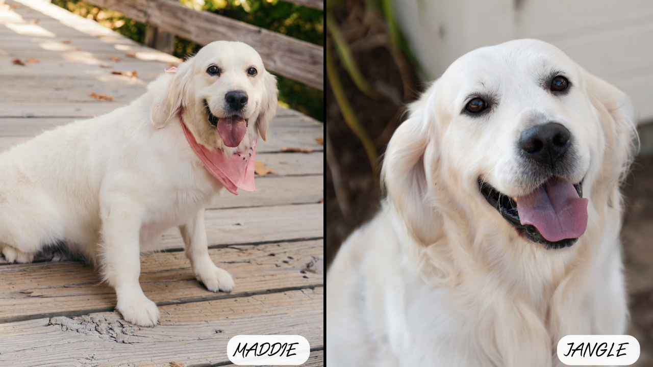 Maddie & Jangle white goldens