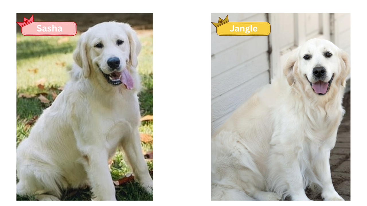 White golden parents Sasha and Jangle