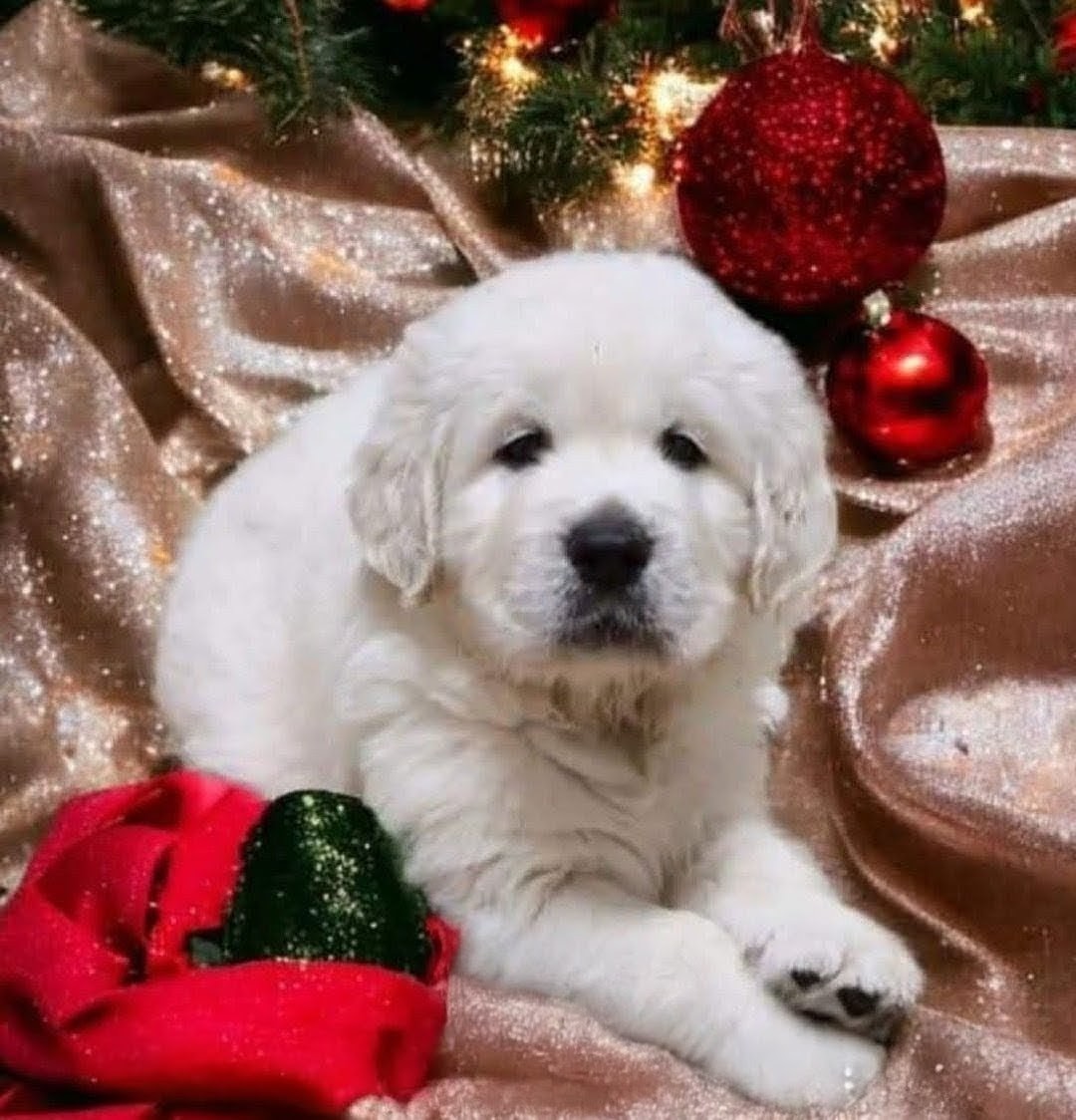 White golden puppy laying in holiday tree backdrop for holiday photoshoot 