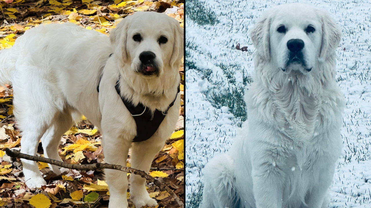 two of Maddie & Jangles' white golden puppies grown up 