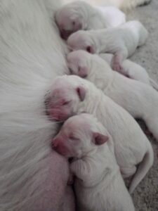 Piper and Sulley's White Golden Retriever puppies