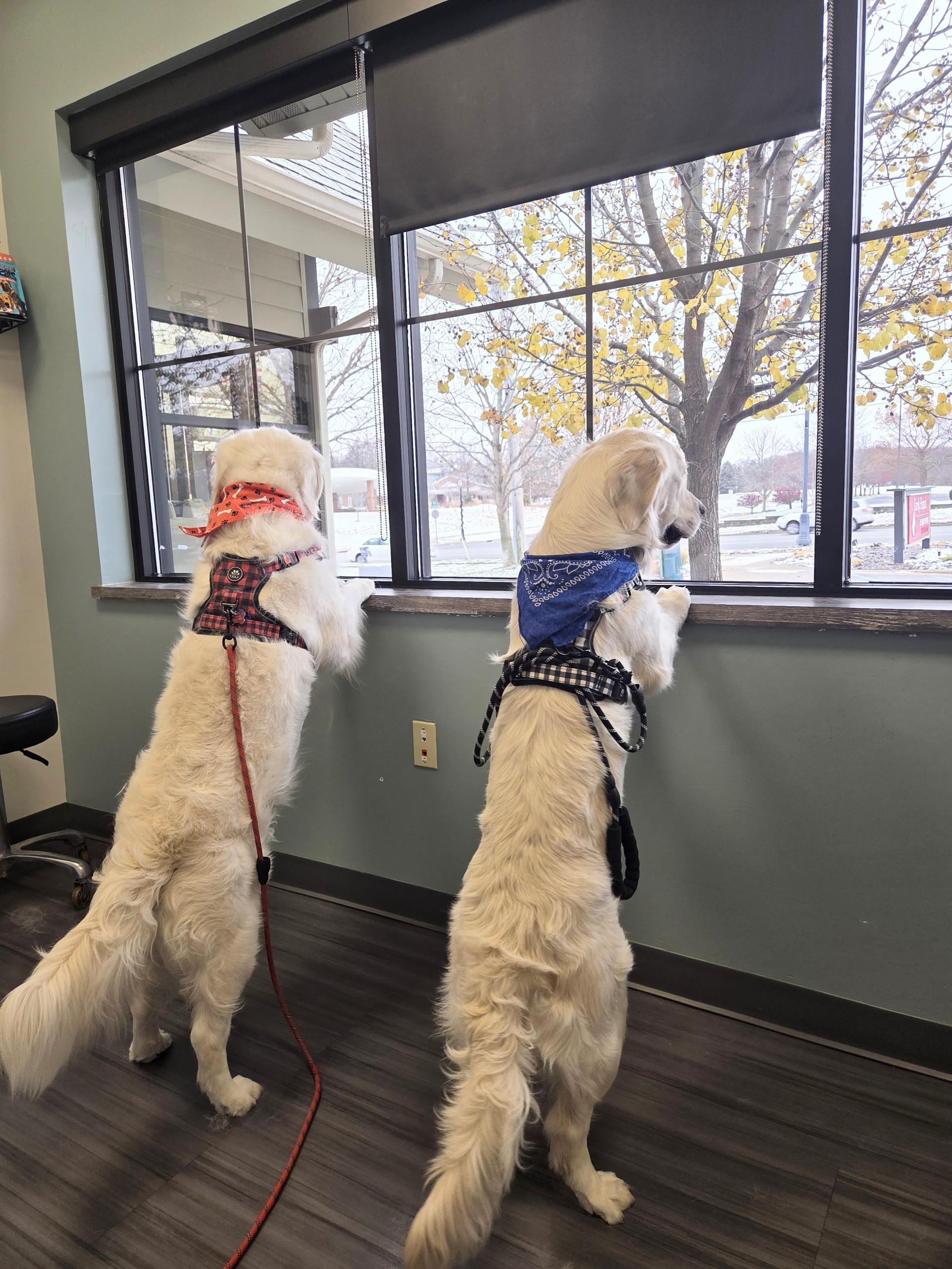 Josie and Jangle at the Reproduction Vet