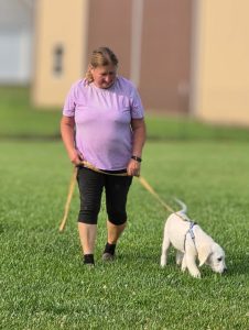 White Golden Retriever puppy walking on a leash outside during training