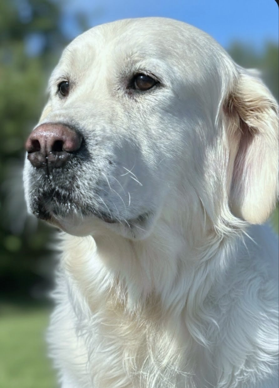 Headshot of "Brooks" White Golden Retriever