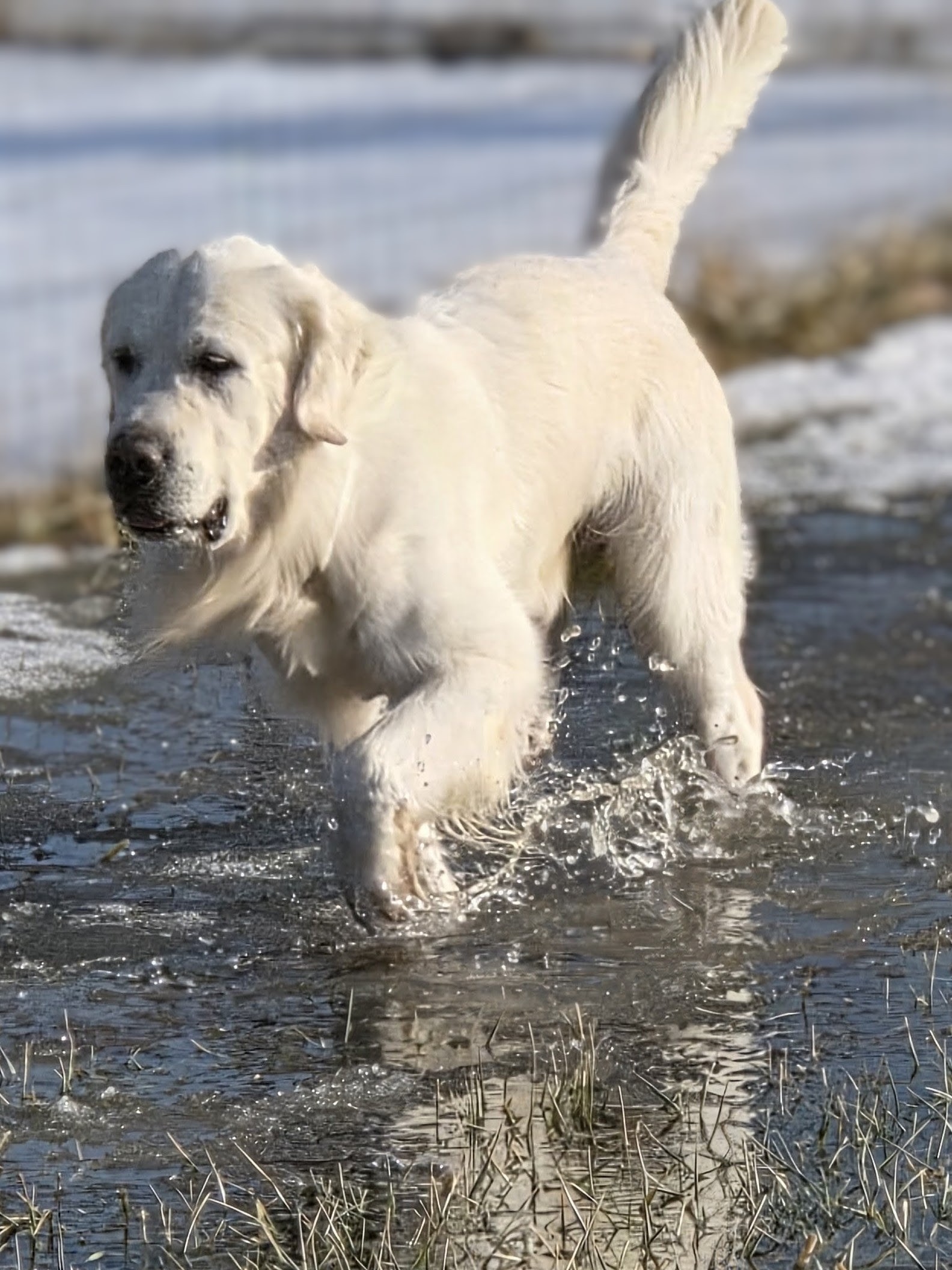 "Brooks" White Golden Retriever prancing through the water