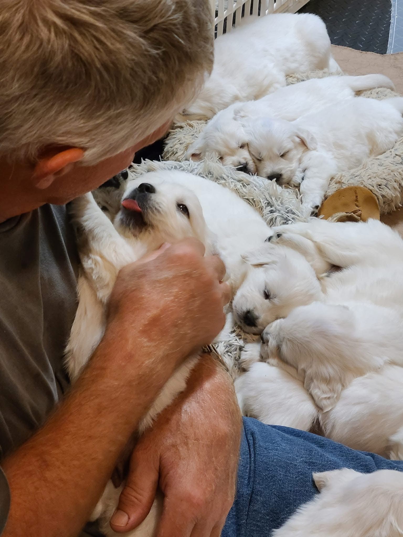 Man holding white golden retriever puppies