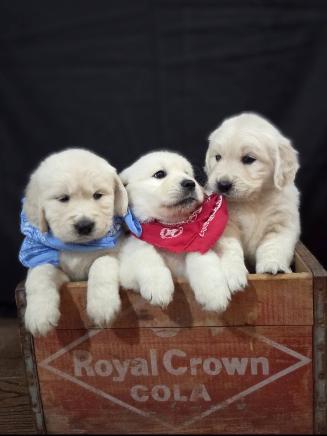 three white golden puppies in royal crown basket