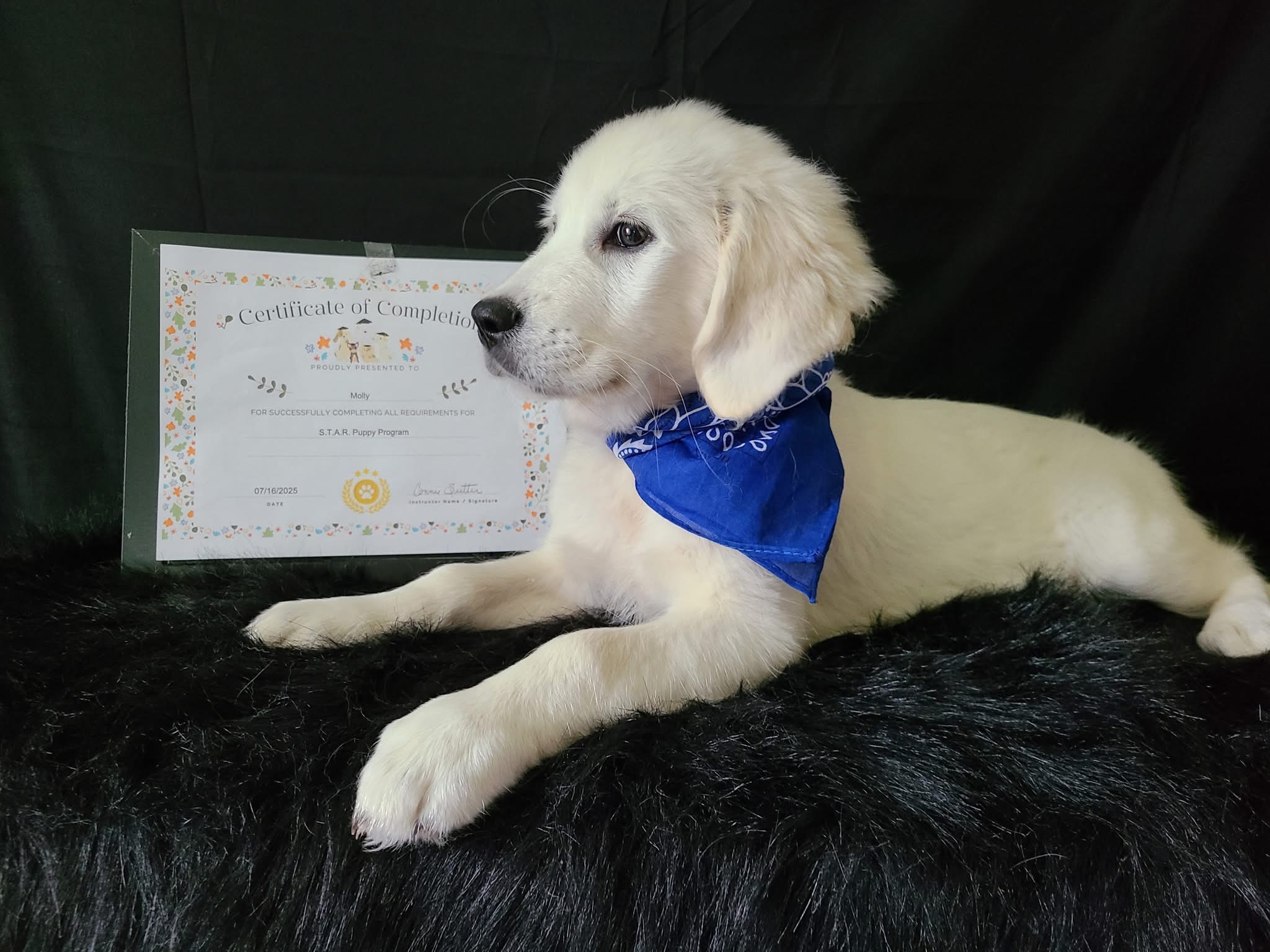White golden puppy with training certificate