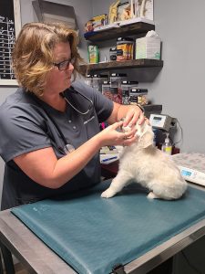 White golden retriever puppy getting vet checkup