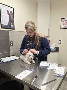 White golden retriever puppy getting vet checkup