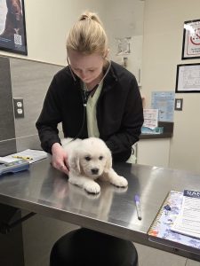 White golden retriever puppy getting vet checkup