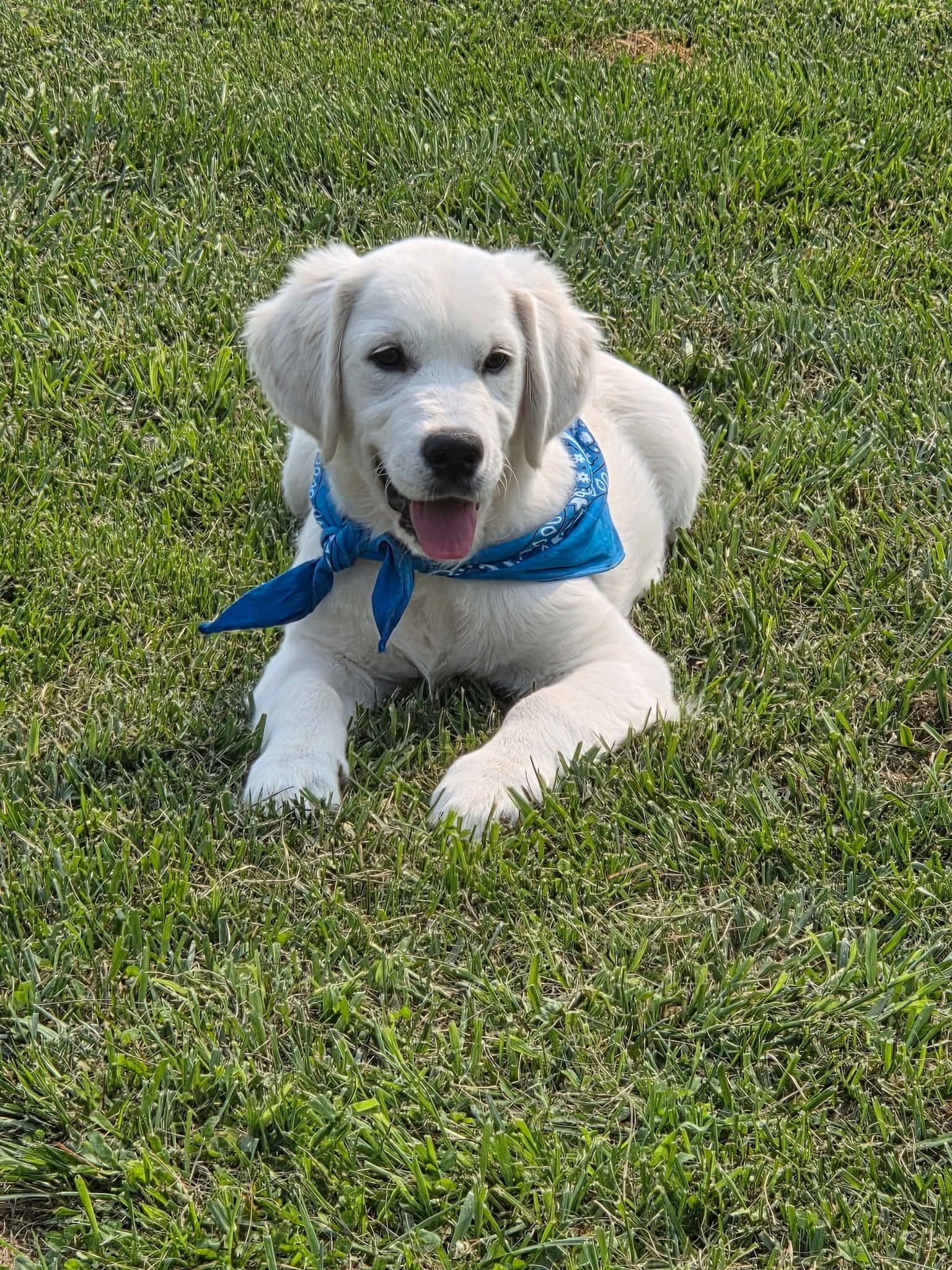 White golden retriever puppy laying in grass with blue bandana on