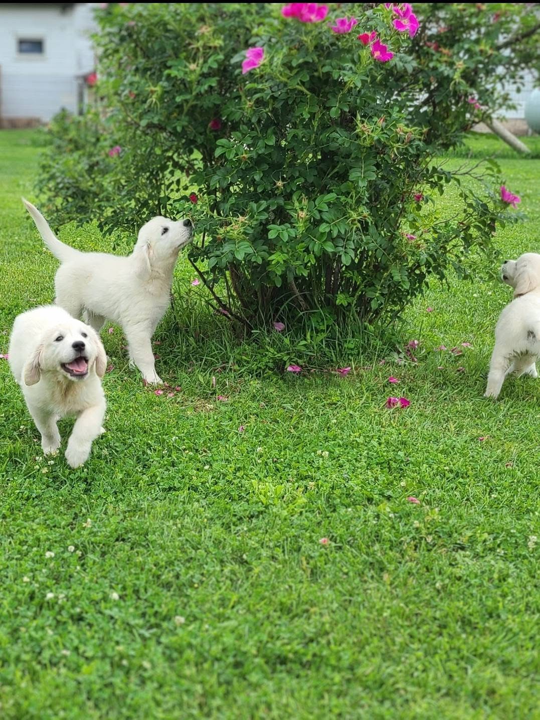 White golden retriever puppies surrounding flower bush