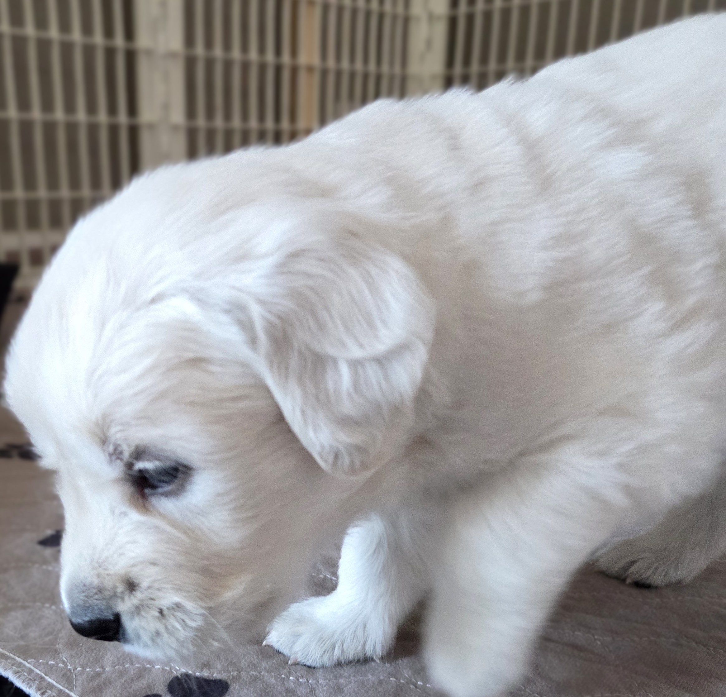 dog_images