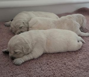 White golden retriever puppies sleeping together