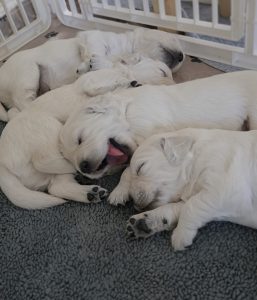White golden retriever puppies sleeping together