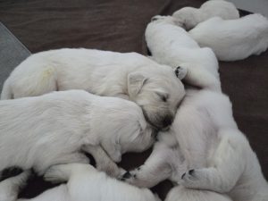 White golden retriever puppies sleeping together