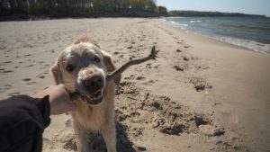 Man walking his golden retriever on sea beach, playing with a stick.