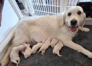 White Golden Retriever mom with her pups feeding