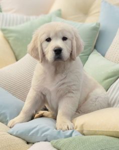 White Golden Retriever puppy sitting on couch pillows