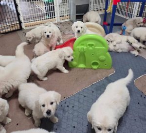 group of White Golden Retriever Puppies playing together
