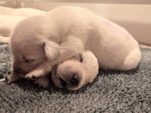two newborn white golden retriever puppies