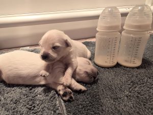 two newborn white golden retriever puppies