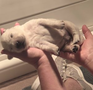 two newborn white golden retriever puppies