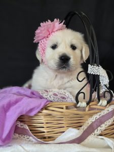 White Golden Retriever puppy posing in basket with purple flower headpiece