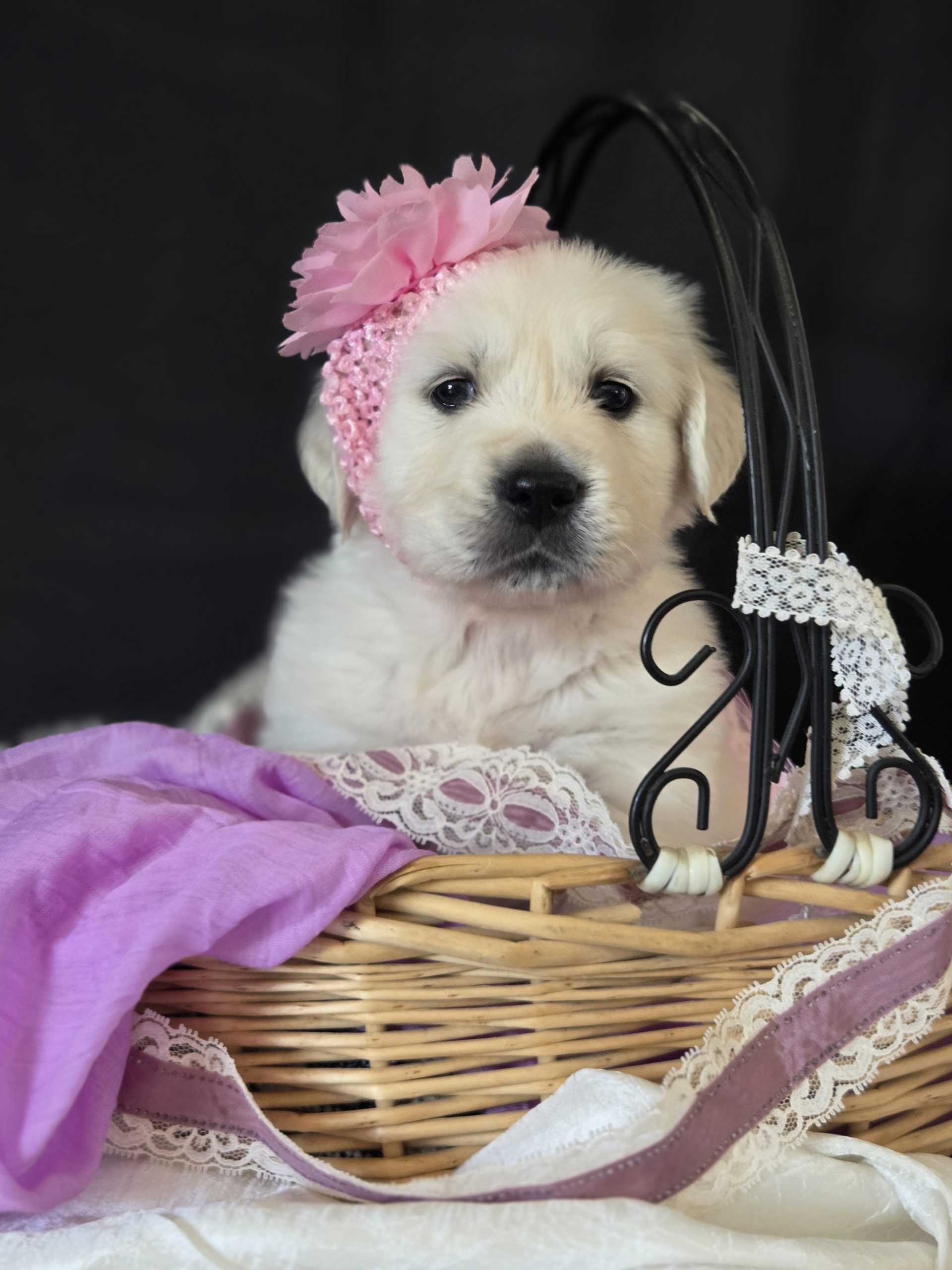 White Golden Retriever puppy posing in basket with purple flower headpiece