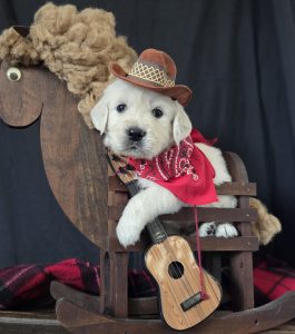 White Golden Retriever in cowboy costume